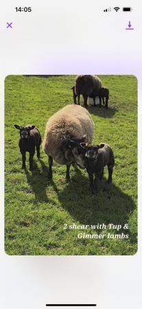 Image 1 of Pedigree blue texel ewes and lambs