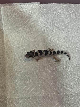 Image 2 of Baby leopard geckosfor sale