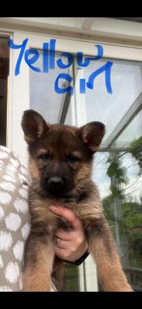 Image 3 of KC registered German Shepherd puppies