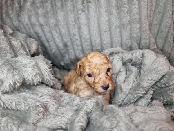 Image 3 of TOY poodle - READ ADVERT
