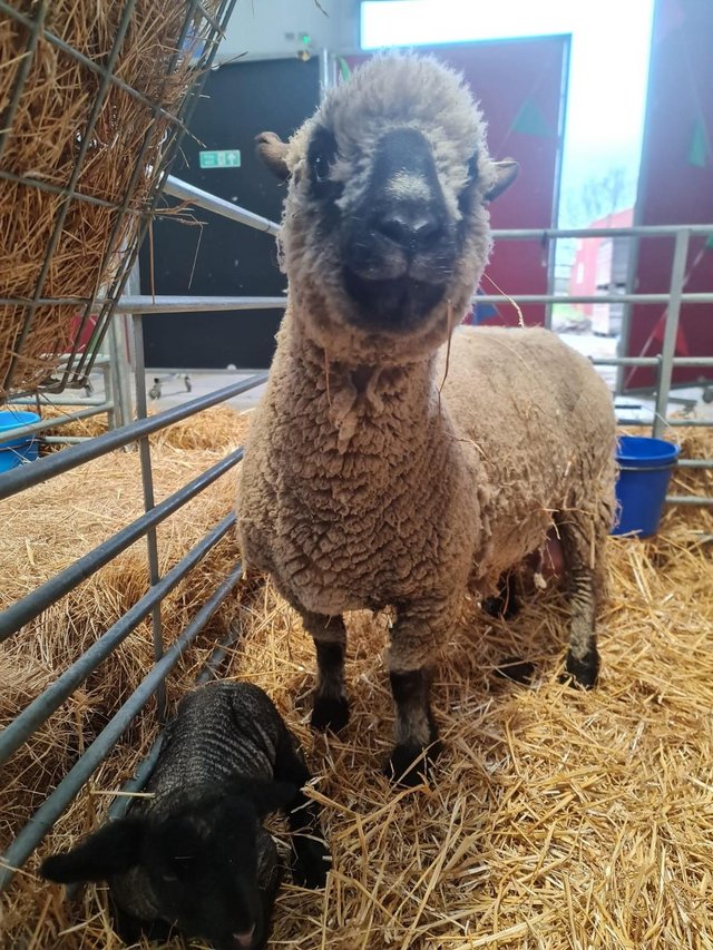 Cynthia, Our Pure Hampshire Down Ewe — photo 2 of 3