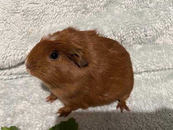 Image 1 of Gorgeous pair of baby female Guinea Pigs