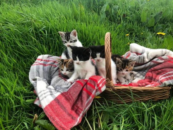 Image 1 of Stunning, Playful Kittens For Sale