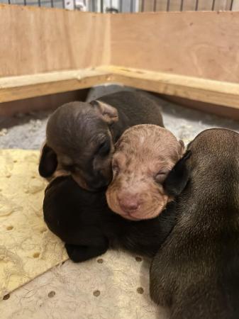 Image 6 of Miniature Dachshunds for sale