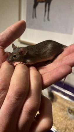 Image 1 of Male mice hand tame ????????????