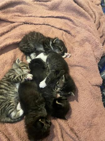 Image 5 of ONE FEMALE & 2 BROTHERS LEFT! kittens ready to go now