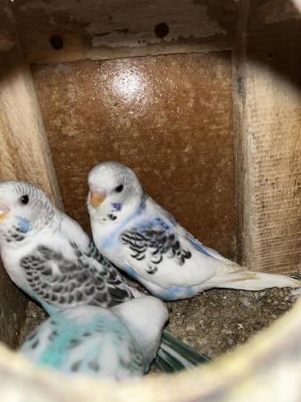 Image 13 of Budgies for sale - Variety of Colors and mutations