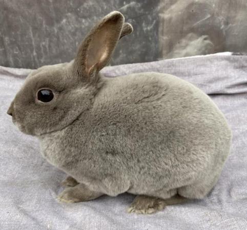 Image 1 of Lovely Young Blue Mini Rex Boy