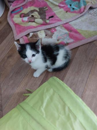 Image 2 of Kitten looking for her forever home £80