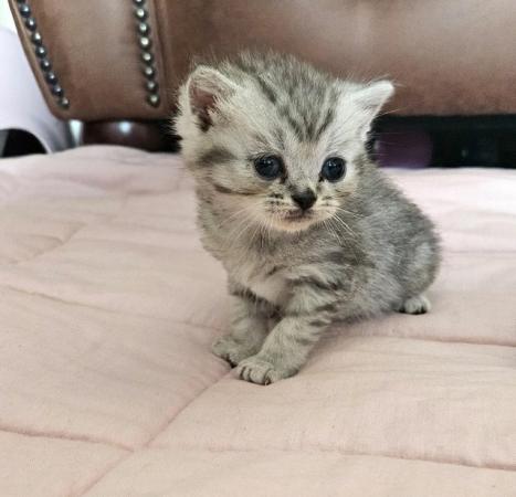 Image 10 of Stunning British Shorthair Kittens