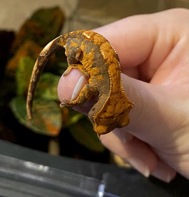 Preview of the first image of 7 month pos female black and orange crested gecko.