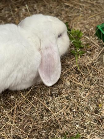 Image 2 of French lop doe for sale