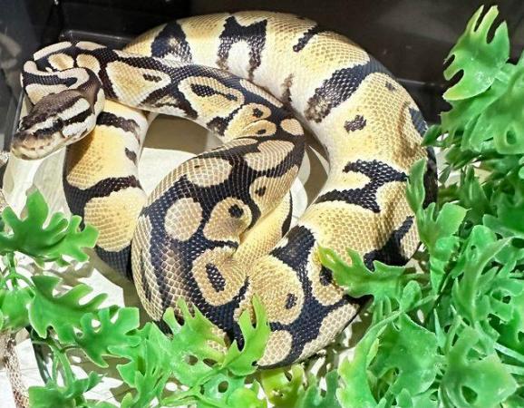 Image 4 of *REDUCED* BALL PYTHONS MALE & FEMALE FOR SALE