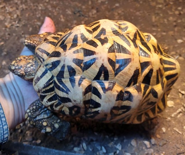Preview of the first image of INDIAN STAR TORTOISE MALE cb 2012 in the UK.