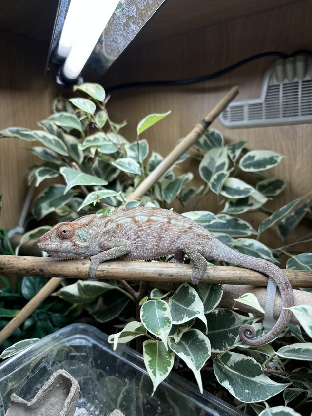 Preview of the first image of Female nosy panther chameleon.