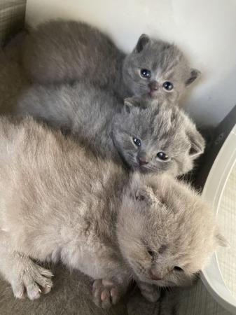 Image 3 of British shorthair kittens