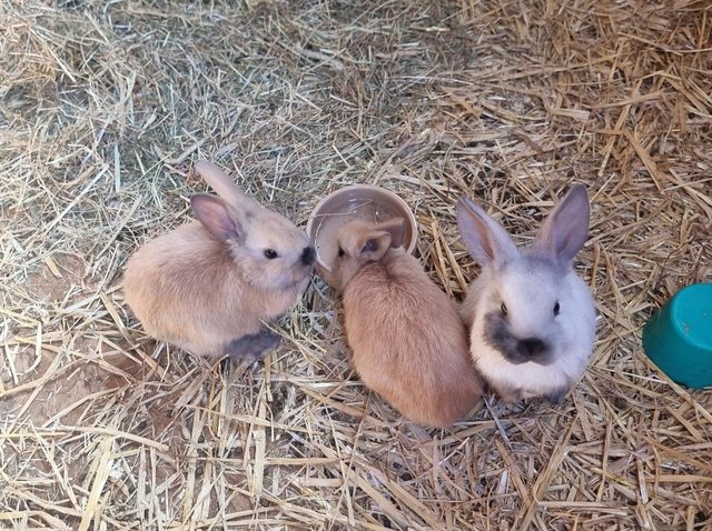 Preview of the first image of French Lops 11 weeks old Rabbits.