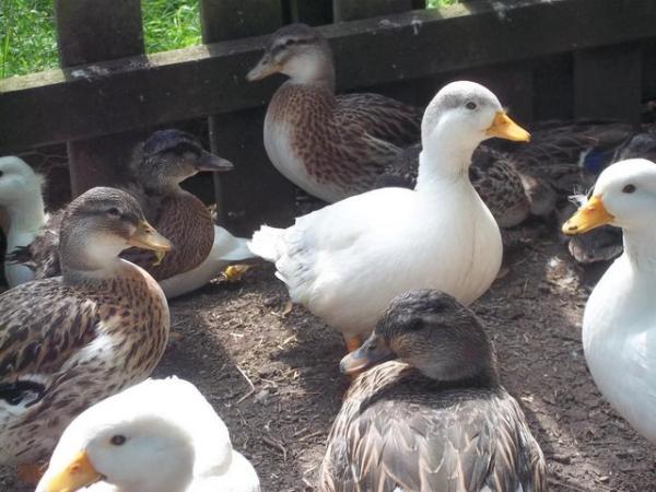 Image 4 of QUALITY CALL DUCK DUCKLINGS £12 EACH.15 AVAILABLE.