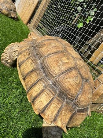 Image 4 of Tortoise (Sulcata) unsexed too young