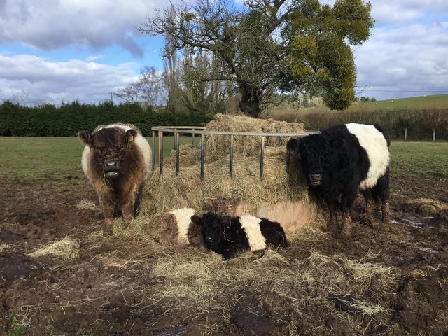 Preview of the first image of Belted Galloway small herd.