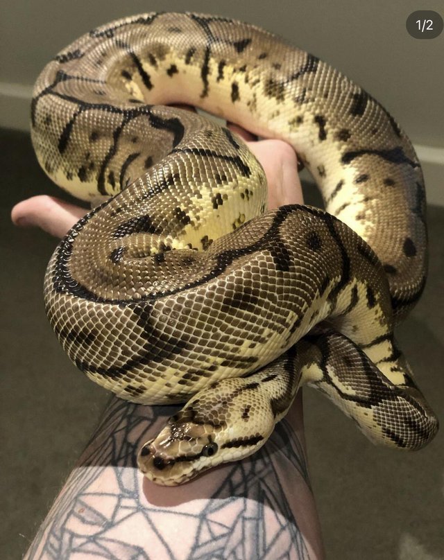 Preview of the first image of Leopard Pastel Spider Het Pied.