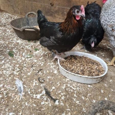 Image 3 of POL Black copper maran hen