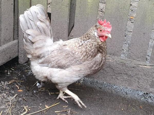 Image 2 of Chickens, Silkie Hens and Mixed Chicks for sale