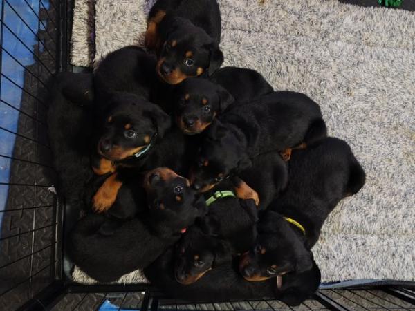 Image 3 of Playful Rottweiler Puppies