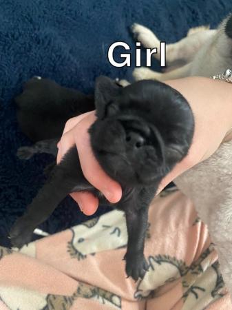 Image 5 of PUG PUPPIES FOR SALE ??