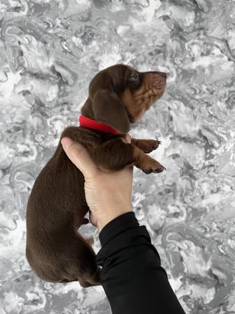 Image 7 of Stunning mini dachshunds