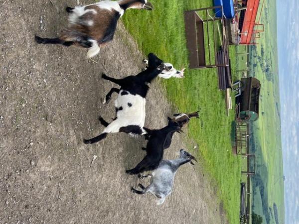 Image 3 of Job lot of Pygmy nannies for sale young goats