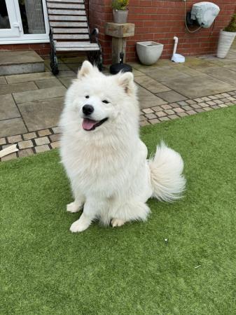 Image 3 of Young Male Samoyed 14 months old needs forever home.