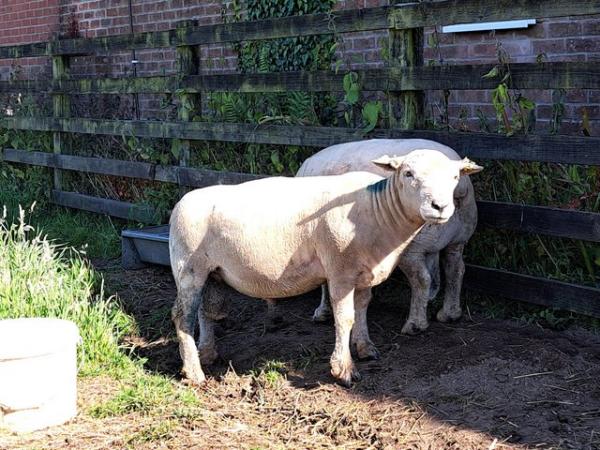 Image 6 of Pedigree Southdown Ram- March 2023 born