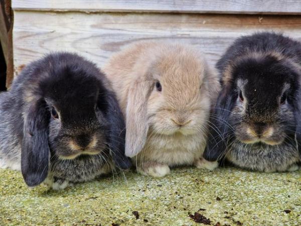 Image 1 of Gorgeous pure mini lop baby rabbits for sale