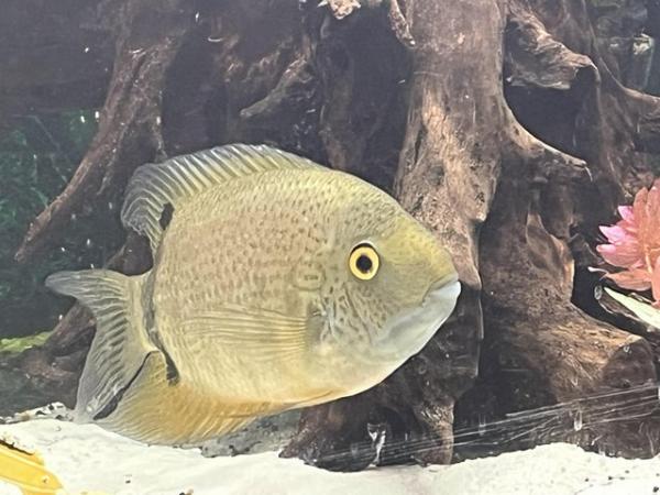 Image 2 of 2 severum for sale green and black