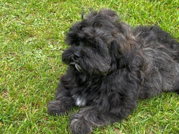 Image 10 of CUTE AND CUDDLY SHIHPOO PUPPIES