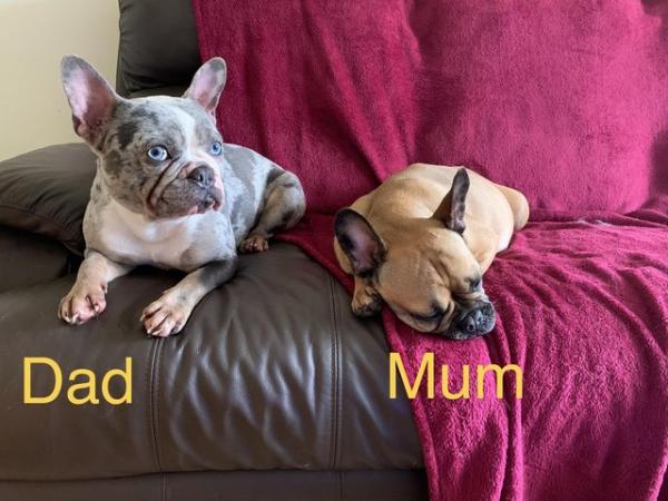 Image 8 of French bulldog puppies stunning blue light fawn