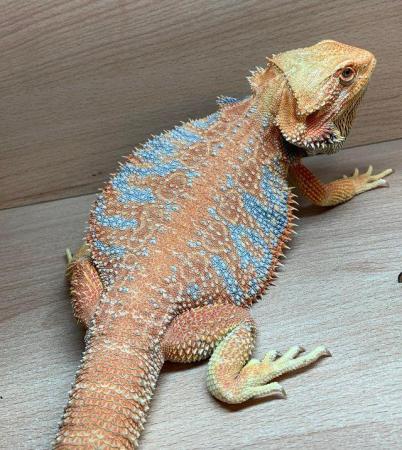 Image 12 of Licensed Breeder Top Bearded Dragon Morphs in Castle Cary