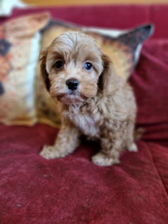 Image 16 of Adorable F1b multicolour cavapoo pups. health tested parents