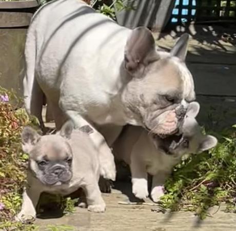 Image 23 of QUALITY TRUE TO TYPE FRENCH BULLDOG PUPPIES