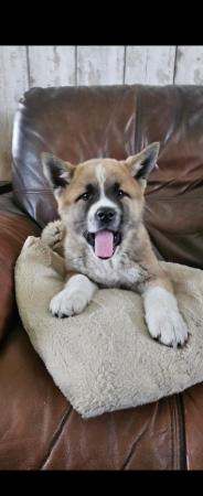 Image 5 of 1 male American inu akita puppy left for sale