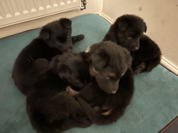 Image 8 of **Gorgeous German Shepherd Puppies for sale £650**