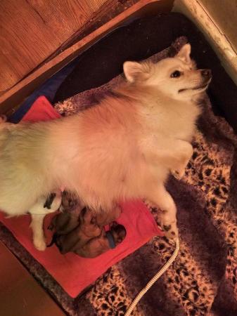Image 6 of Tiny Pomeranian puppies including rare party pup