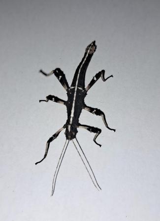Image 1 of Sunny Stick Insect Nymphs and Subadults
