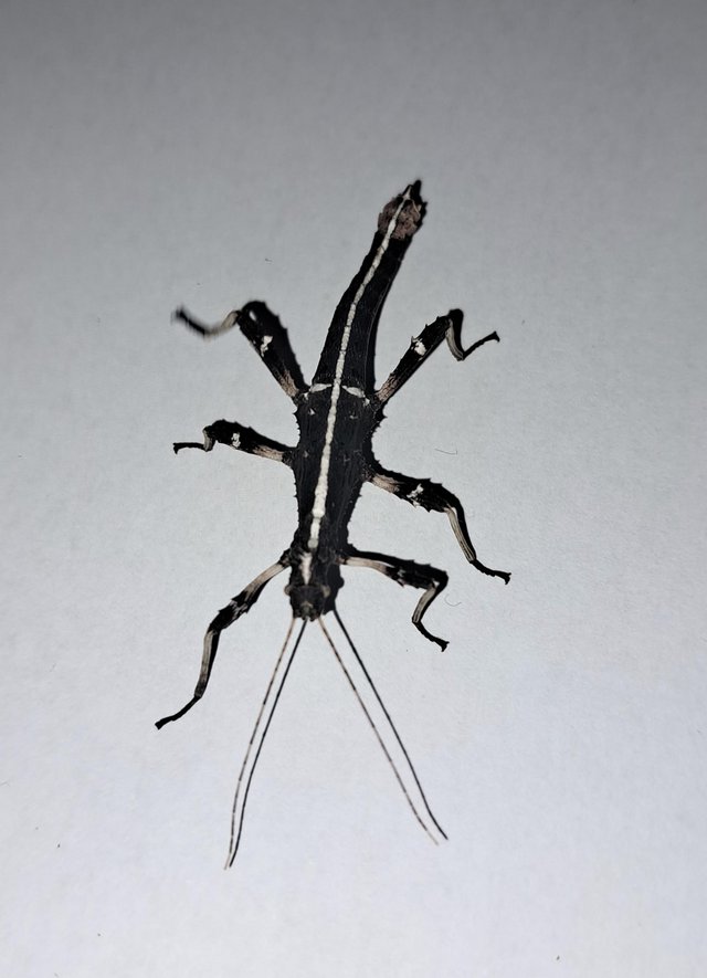 Preview of the first image of Sunny Stick Insect Nymphs and Subadults.