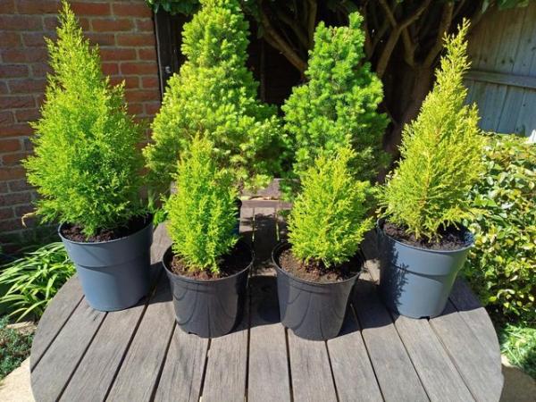Image 1 of 6 x Conifer Trees in Pots - Various Sizes (see Description)