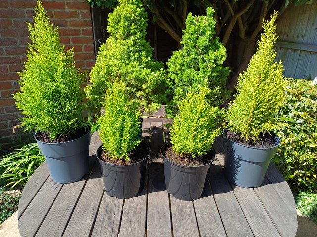 Preview of the first image of 6 x Conifer Trees in Pots - Various Sizes (see Description).