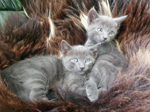 Image 10 of RUSSIAN BLUE KITTENS FOR SALE
