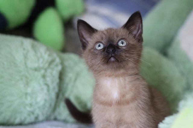 Image 5 of Beautiful brown seal point kitten for sale