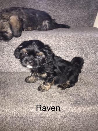 Image 3 of 2 beautiful male shih tzu left £500 ready now 9 week old